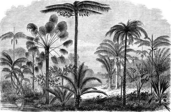 Zwart-wit tekening van palmbomen Zwart-wit tekening van palmbomen