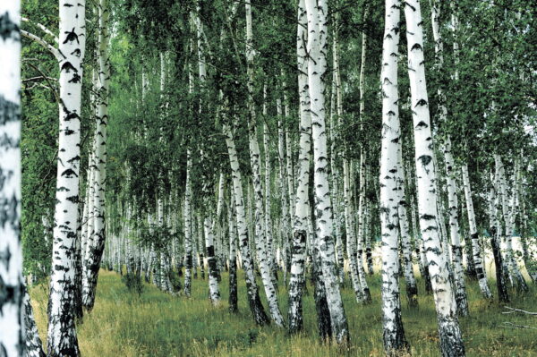 Groep bomen met witte schors Groep bomen met witte schors