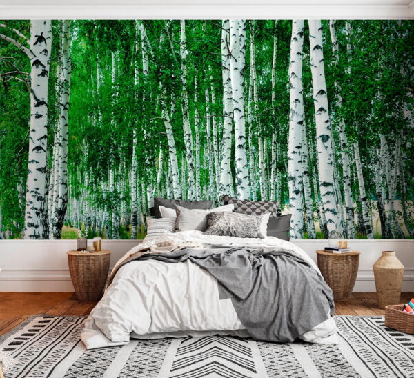 Groep bomen met witte schors Groep bomen met witte schors