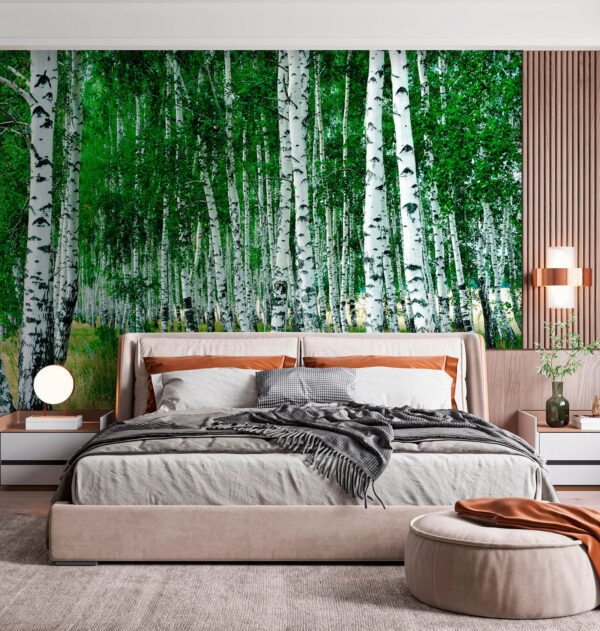 Groep bomen met witte schors Groep bomen met witte schors