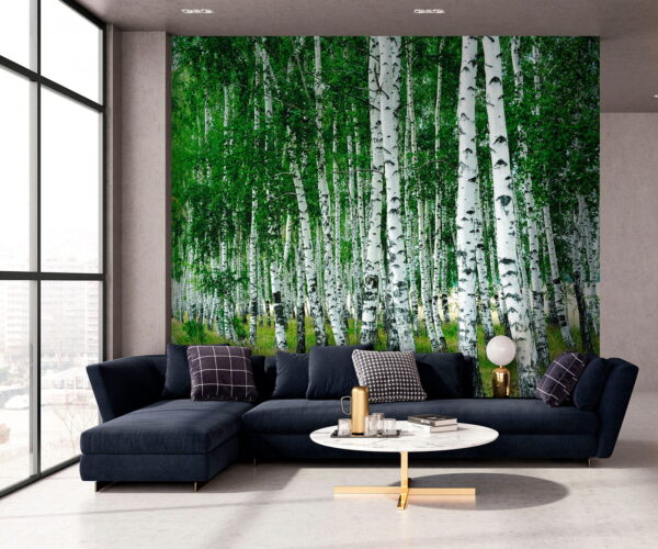 Groep bomen met witte schors Groep bomen met witte schors