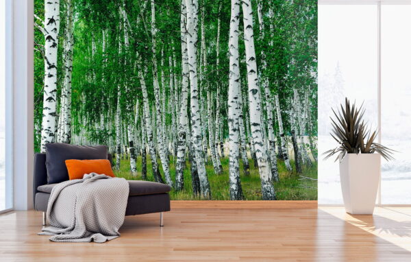 Groep bomen met witte schors Groep bomen met witte schors