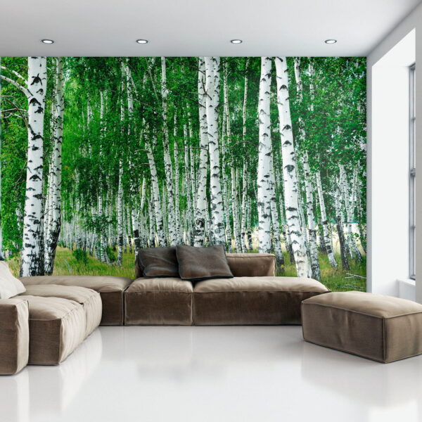 Groep bomen met witte schors Groep bomen met witte schors
