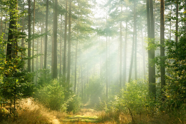 Pad door een bos met bomen en struiken Pad door een bos met bomen en struiken
