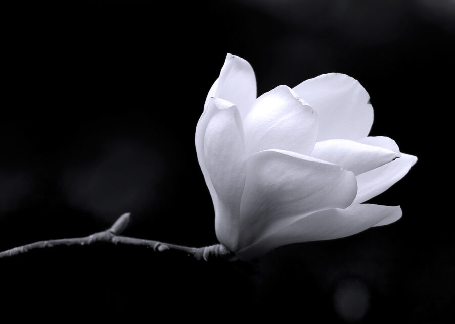 Witte bloem op een tak
