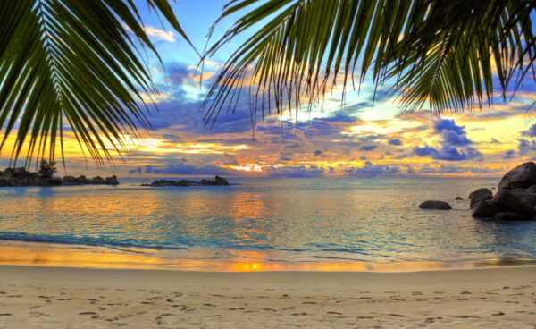 Strand met palmbomen en water Strand met palmbomen en water