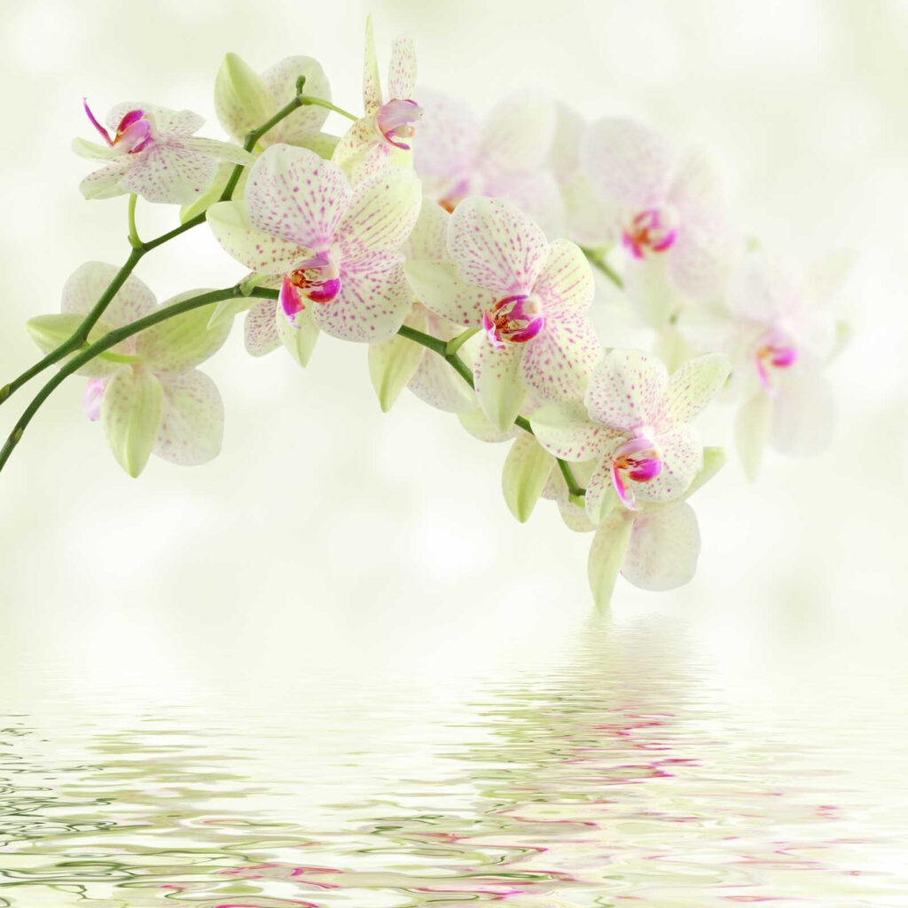 Delicate orchideeën boven zacht water. Delicate orchideeën boven zacht water.