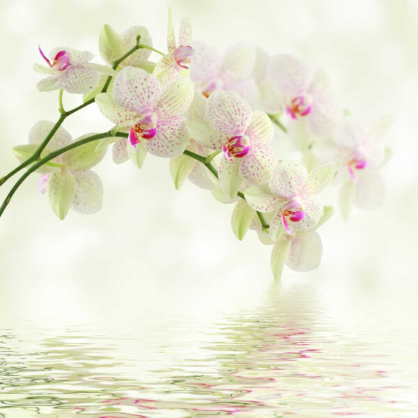Delicate orchideeën boven zacht water. Delicate orchideeën boven zacht water.