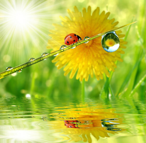 Lieveheersbeestje op een grasspriet met waterdruppels Lieveheersbeestje op een grasspriet met waterdruppels