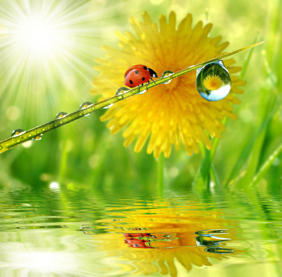 Lieveheersbeestje op een grasspriet met waterdruppels
