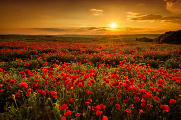 Veld met rode bloemen Veld met rode bloemen