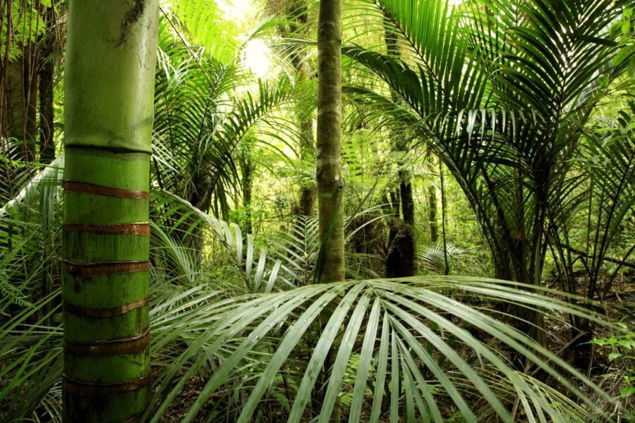 Groen bos met palmbomen