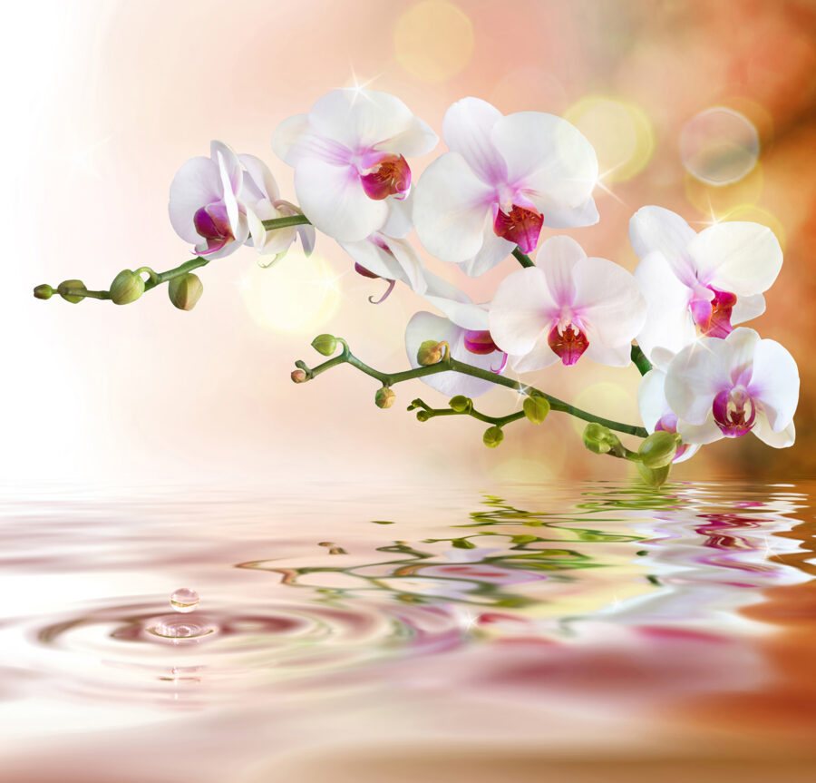 Witte orchideeën op een tak met waterribbels