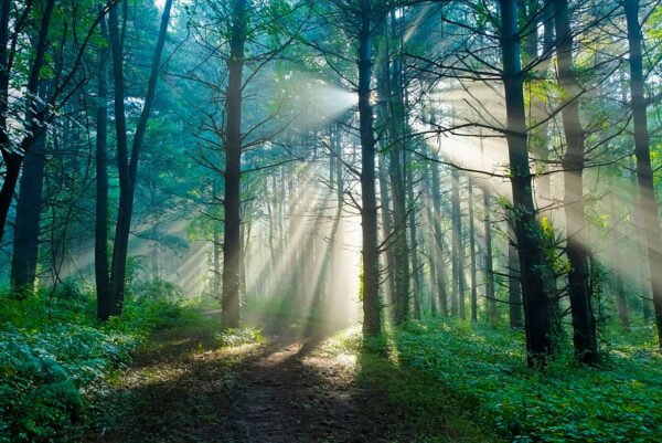 Zon schijnt door bomen in een bos Zon schijnt door bomen in een bos