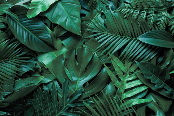 Groep groene bladeren Groep groene bladeren