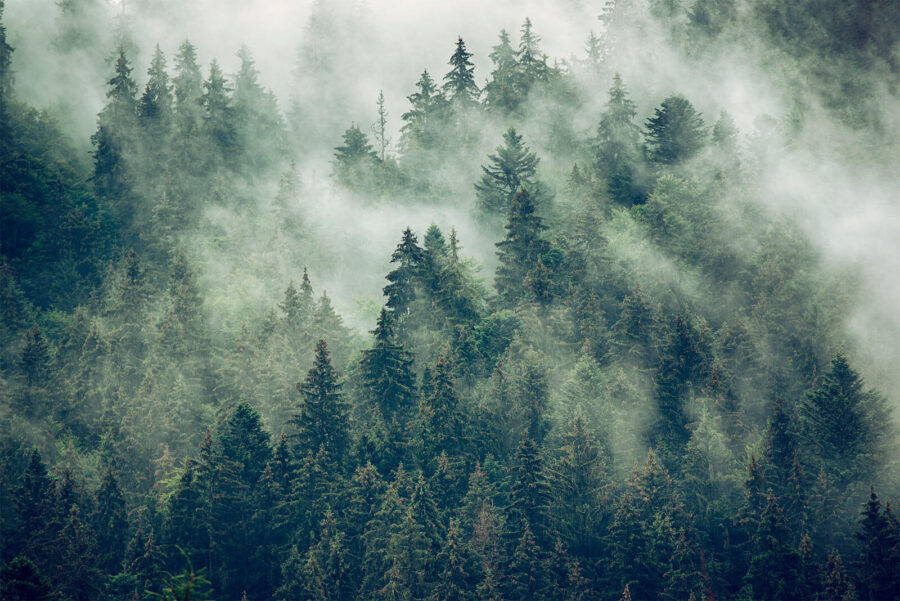 Bos van bomen met mist