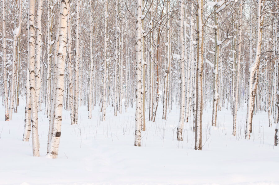 Groep bomen in een besneeuwd bos
