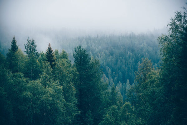 Bos van bomen met mist Bos van bomen met mist