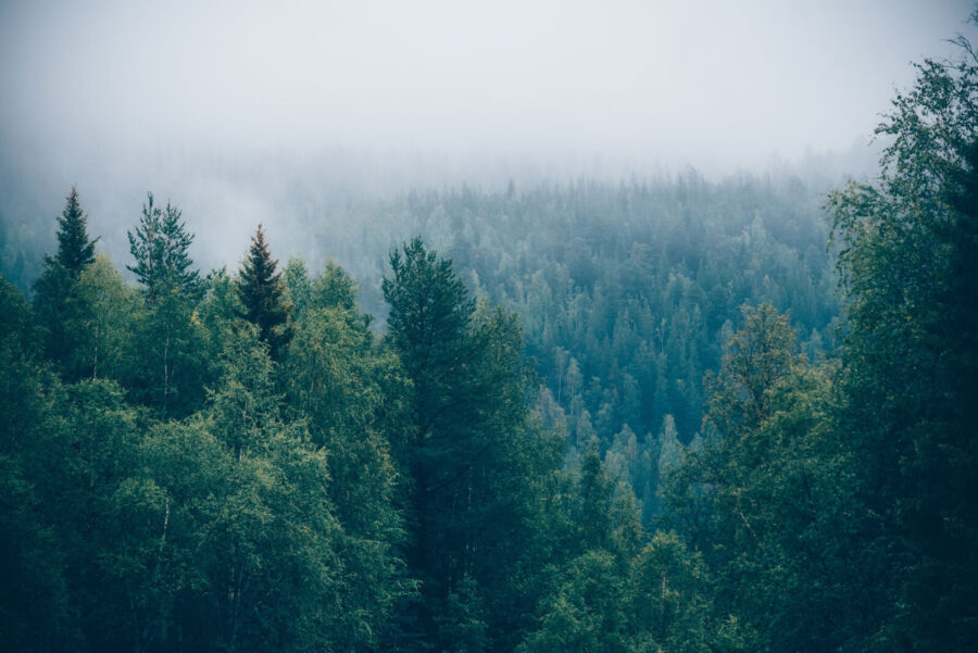 Bos van bomen met mist
