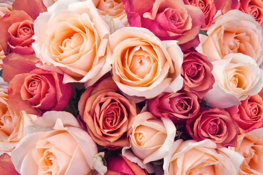 Groep roze en witte rozen