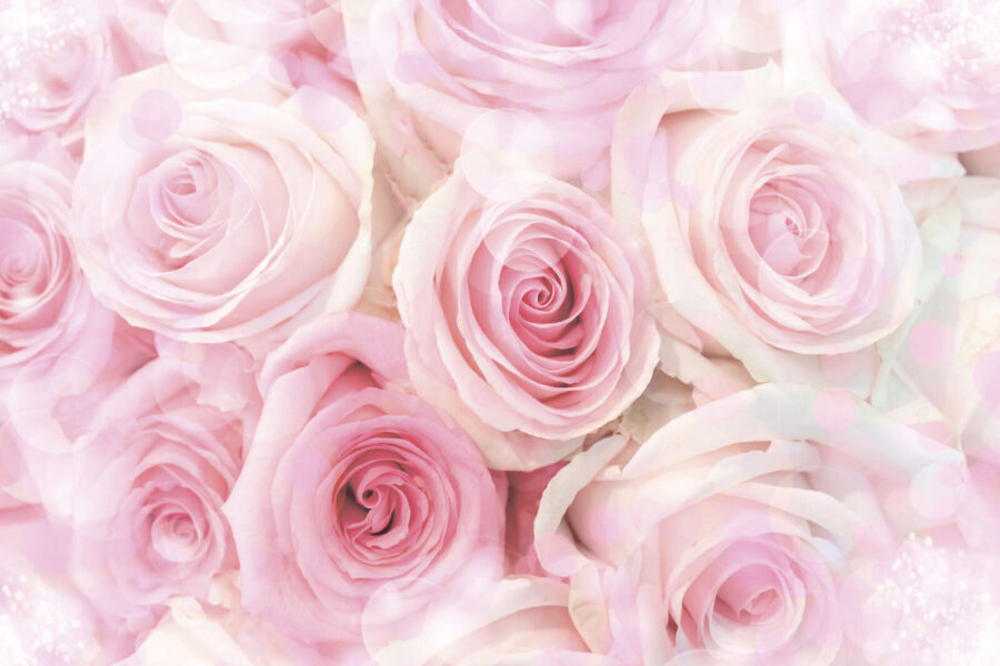 Groep roze rozen