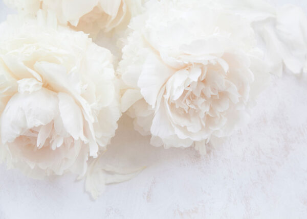 Groep witte bloemen Groep witte bloemen