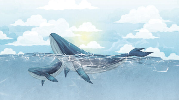 Walvis zwemmend in het water Walvis zwemmend in het water