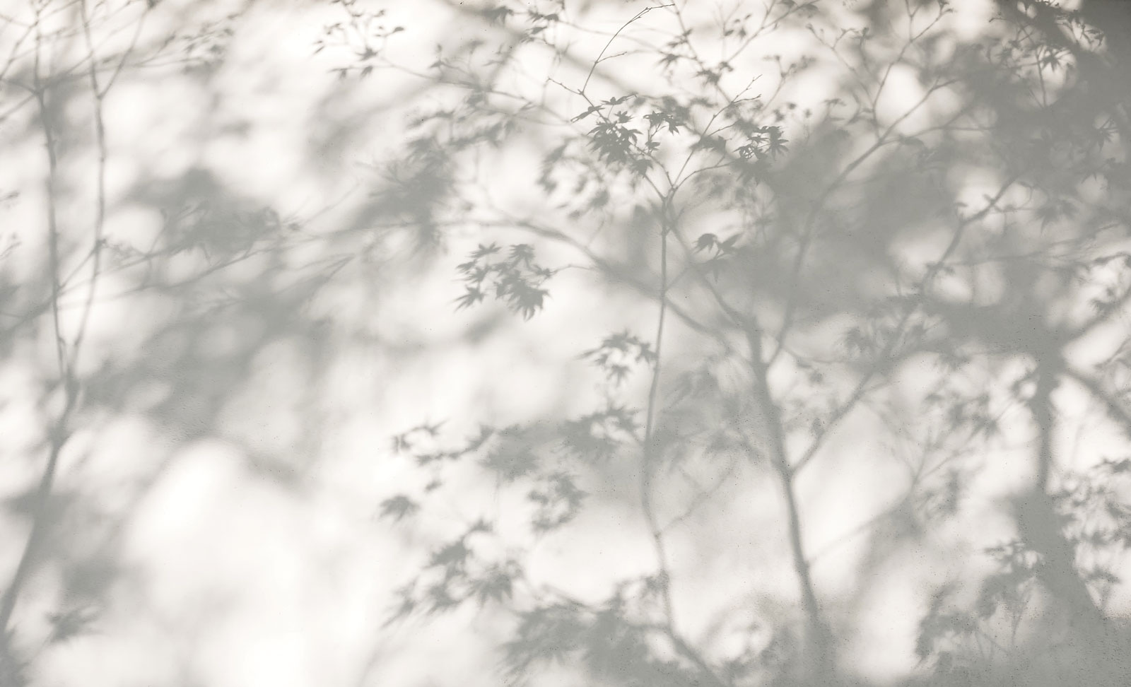 Shadows leaves on a wall Shadows leaves on a wall