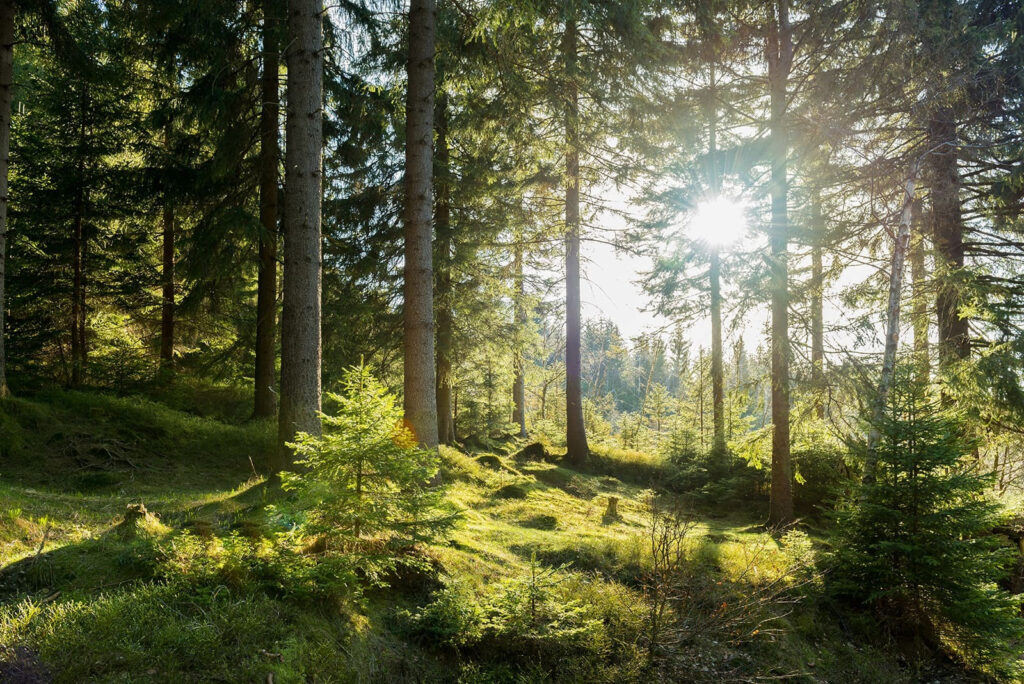Zon schijnt door bomen Zon schijnt door bomen