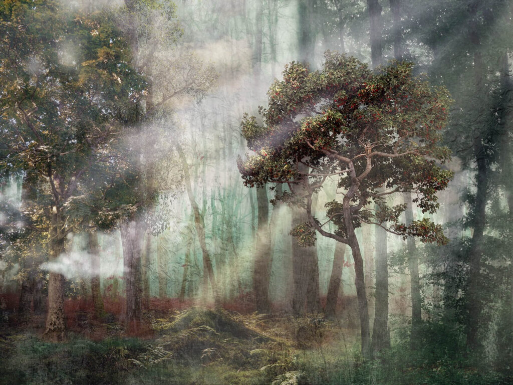 Mistig bos met bomen en mist Mistig bos met bomen en mist