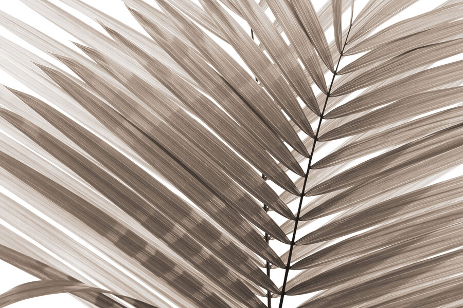 Elegante palmbladeren in zachte tinten.