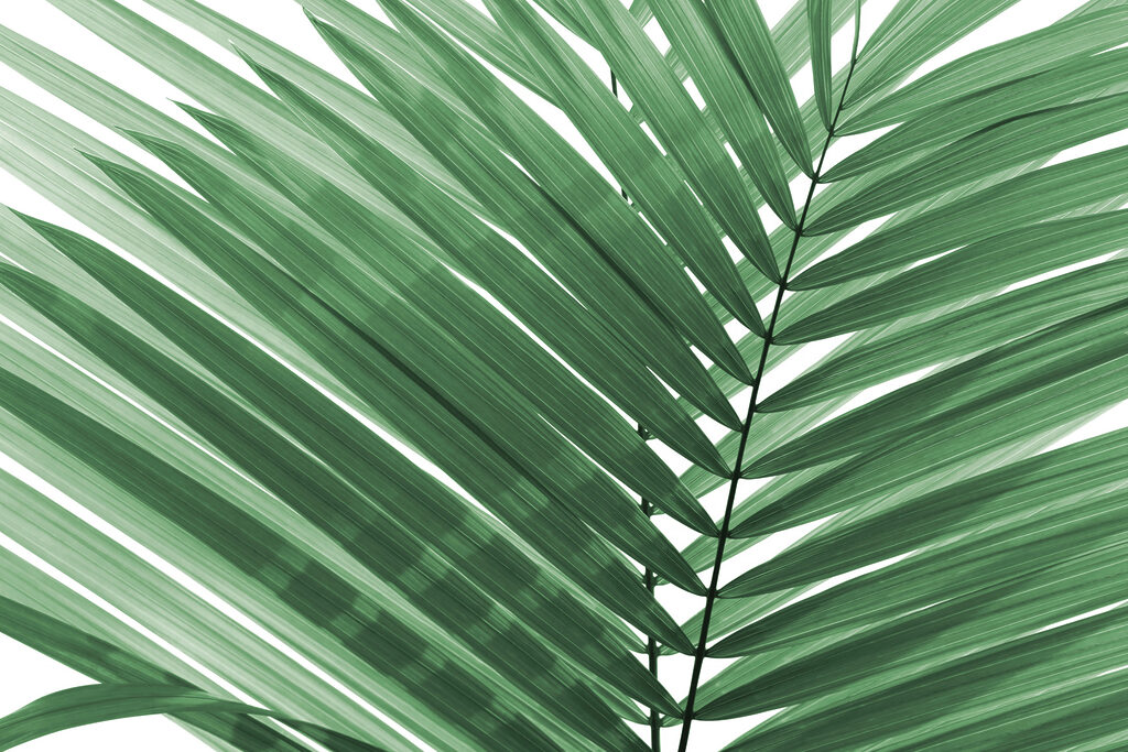 Weelderige groene palmbladeren tegen wit. Weelderige groene palmbladeren tegen wit.