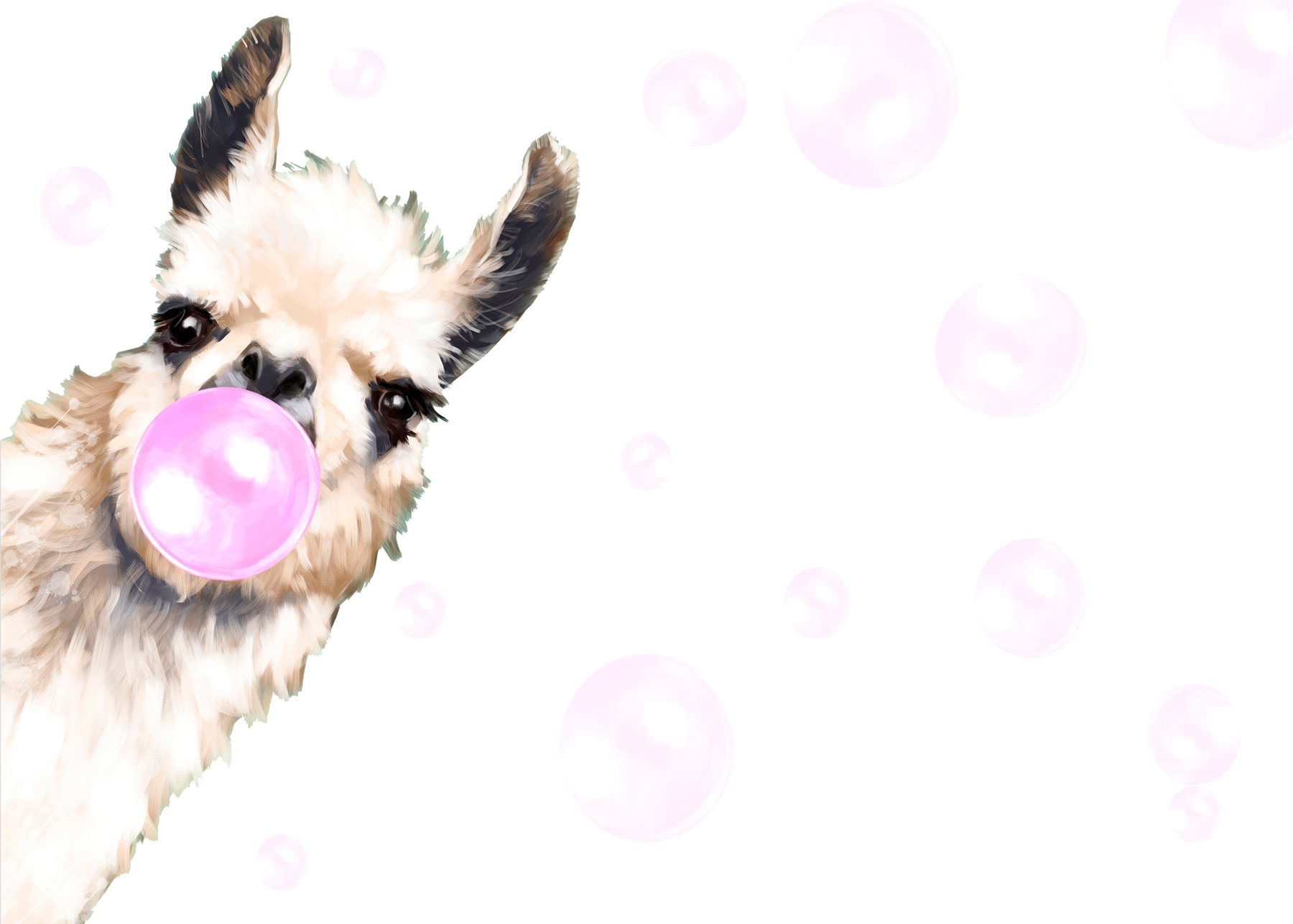 A llama blowing a bubble A llama blowing a bubble