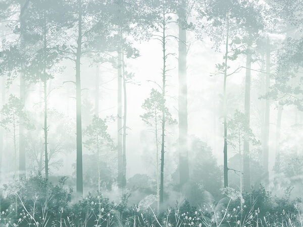 Een mistig bos met hoge bomen Een mistig bos met hoge bomen