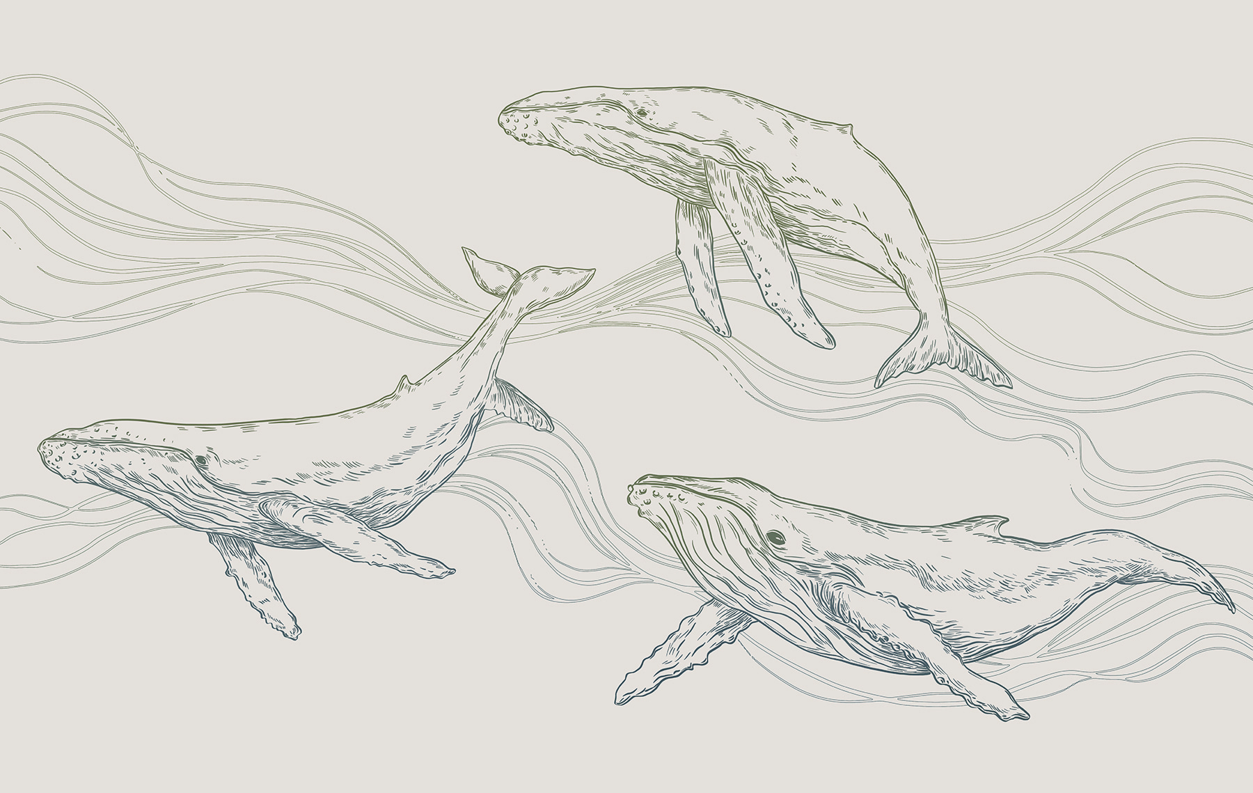A group of whales swimming in the water A group of whales swimming in the water