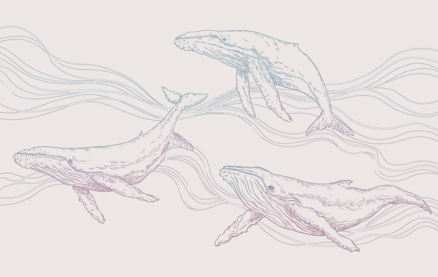 A group of whales swimming in the water A group of whales swimming in the water