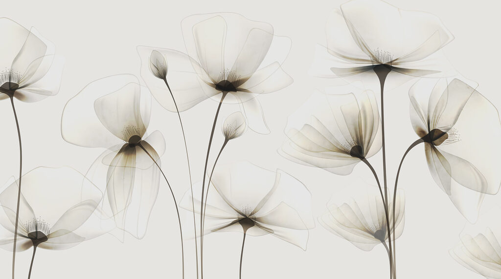 Transparante bloemen op een witte achtergrond Transparante bloemen op een witte achtergrond