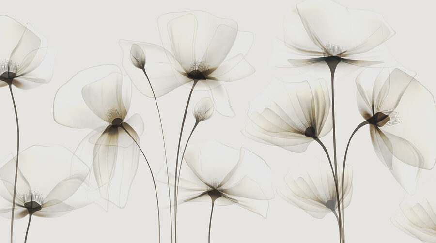 Transparante bloemen op een witte achtergrond Transparante bloemen op een witte achtergrond