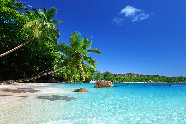 Een strand met palmbomen en blauw water Een strand met palmbomen en blauw water