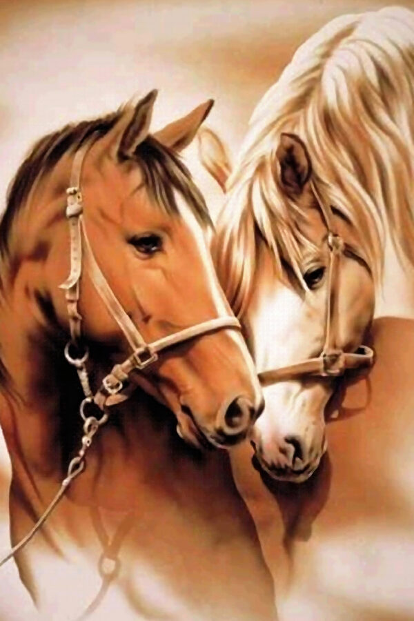 Een close-up van twee paarden Een close-up van twee paarden