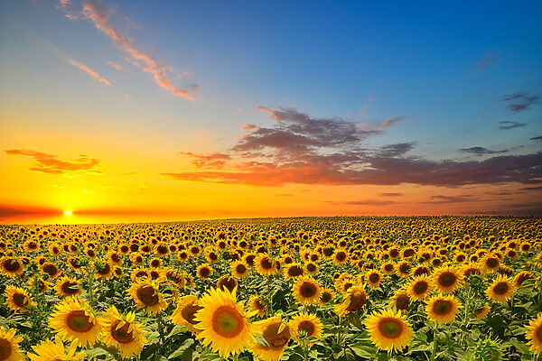 Een veld zonnebloemen bij zonsondergang s05429p 600x400 - Een veld zonnebloemen bij zonsondergang