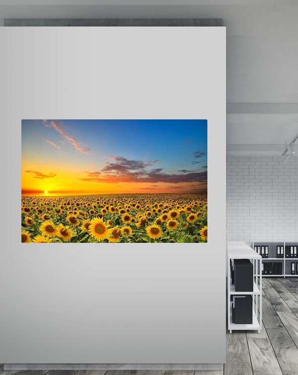 Een veld zonnebloemen bij zonsondergang s05429piw6 600x754 - Een veld zonnebloemen bij zonsondergang