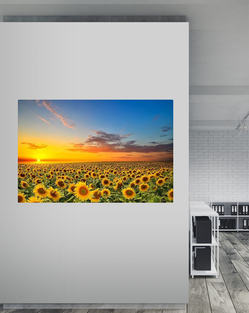 Een veld zonnebloemen bij zonsondergang s05429piw6 815x1024 - Een veld zonnebloemen bij zonsondergang