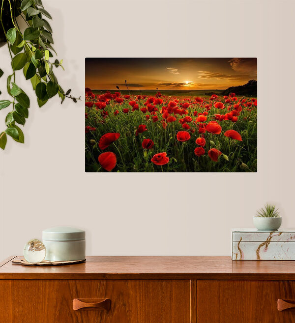 Een veld vol rode bloemen Een veld vol rode bloemen