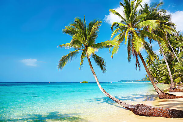Palm trees on a beach Palm trees on a beach