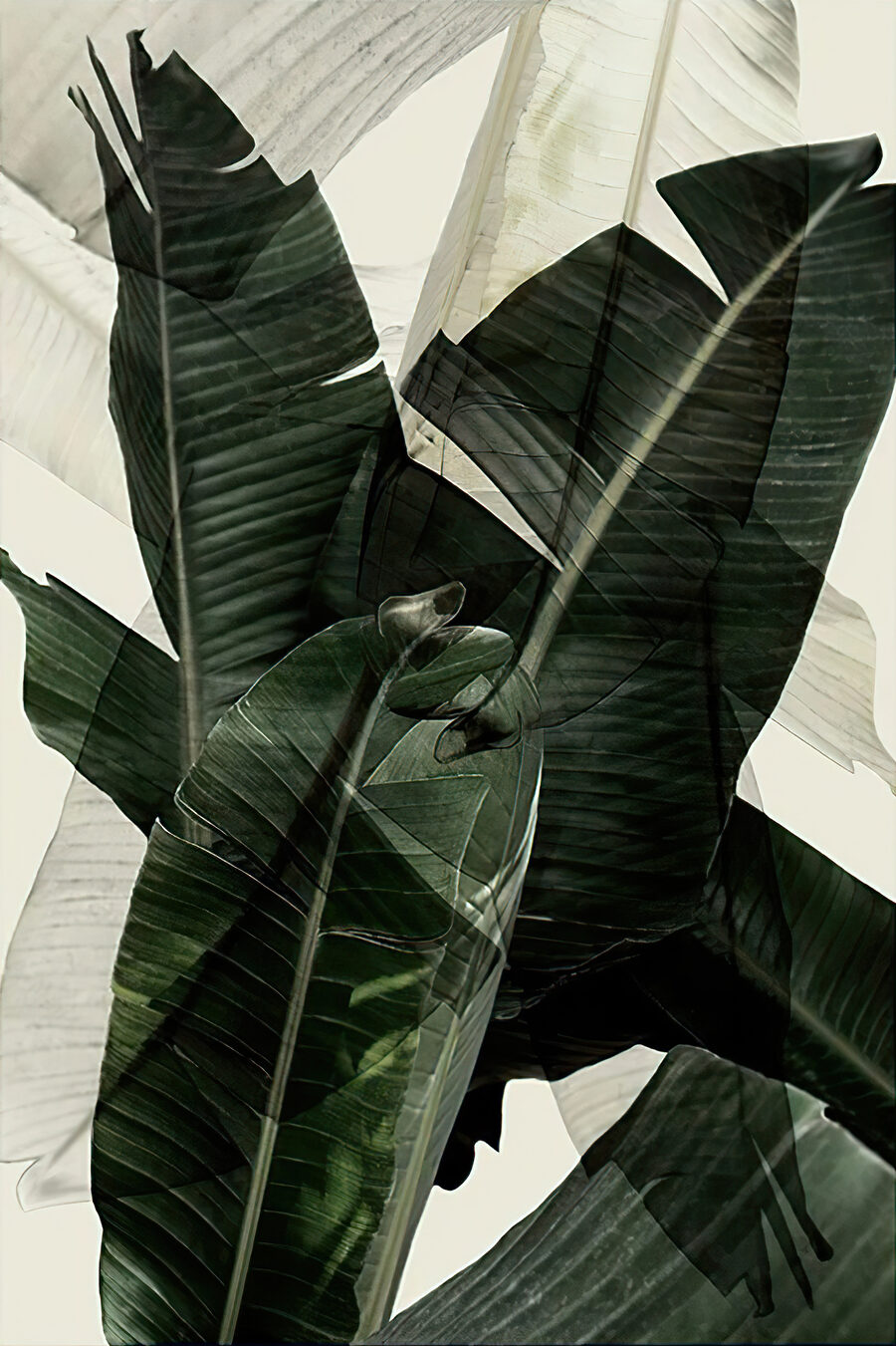 Een close-up van een plant