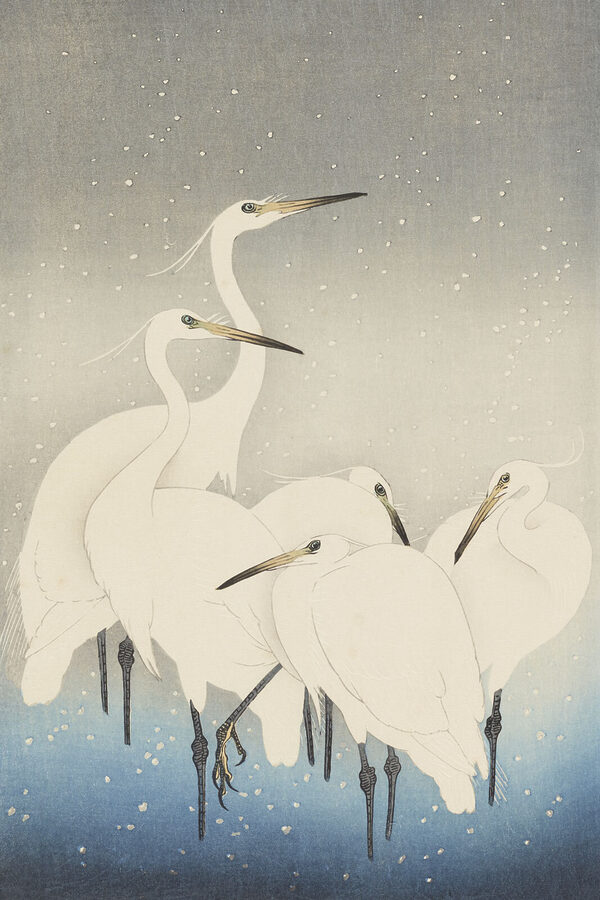Een groep witte vogels met lange snavels Een groep witte vogels met lange snavels
