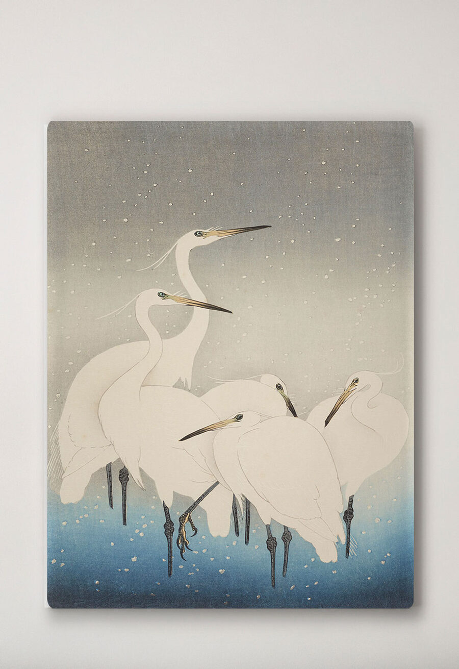 Een groep witte vogels met lange snavels Een groep witte vogels met lange snavels