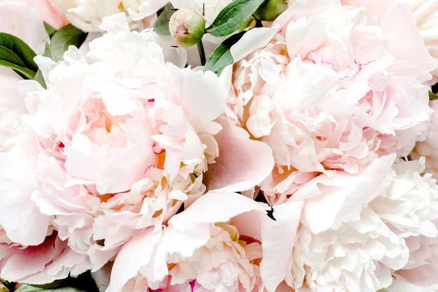 Een groep roze bloemen