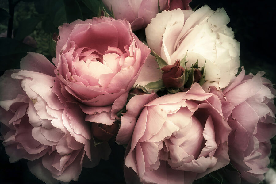 Een groep roze en witte rozen